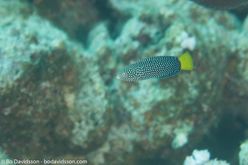 BD-120424-Marsa-Alam-6396-Anampses-meleagrides.-Valenciennes.-1840-[Spotted-wrasse].jpg